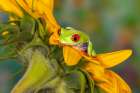 USA, Washington State, Sammamish. Red-eyed green tree frog Art Print